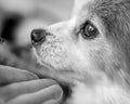 Close-up of adorable dog and human interaction through touch Royalty Free Stock Photo